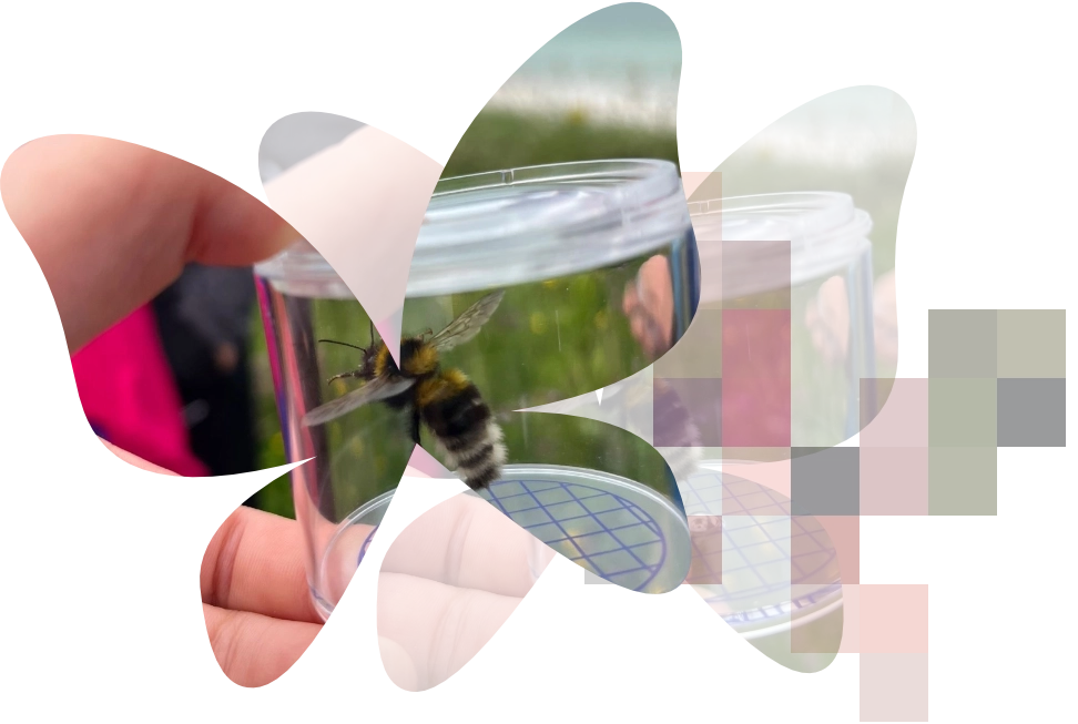 Bee in a container collected for fieldwork within a clipped outline of butterflies, each becoming more pixelated.